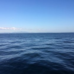 飲ませでヒラメ